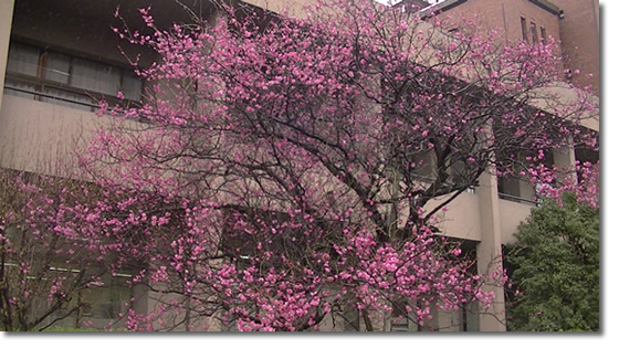 京大医学部構内に咲く梅