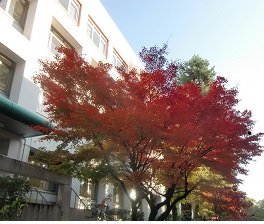 紅葉.jpg